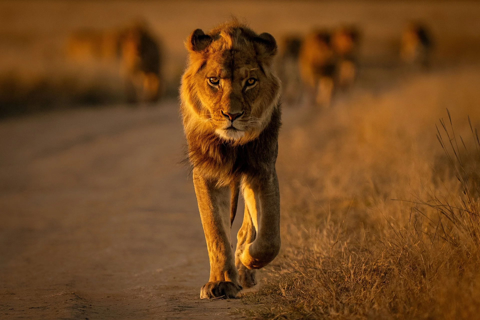 Young lion being chased away