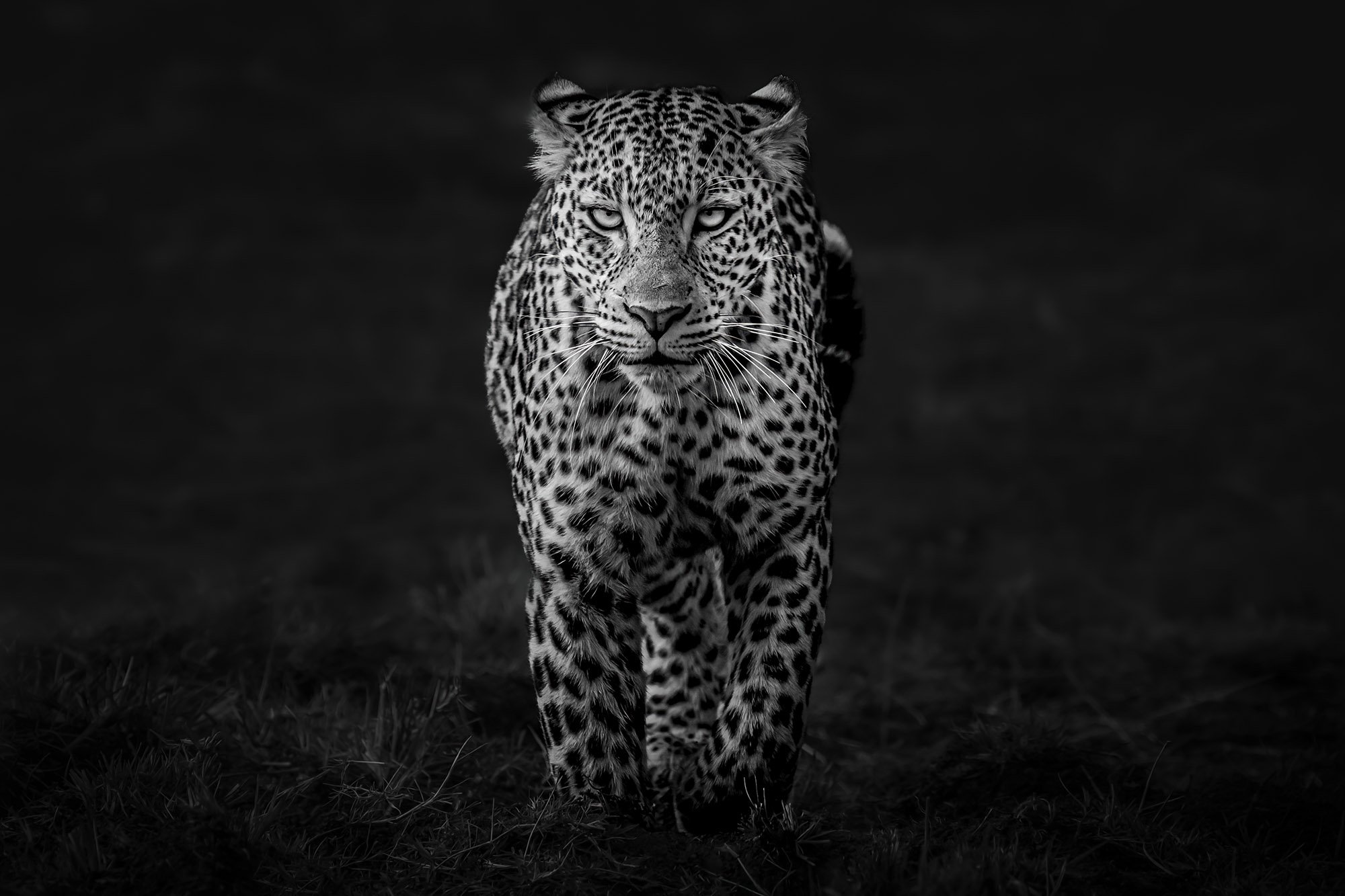 Leopard, monochrome prints