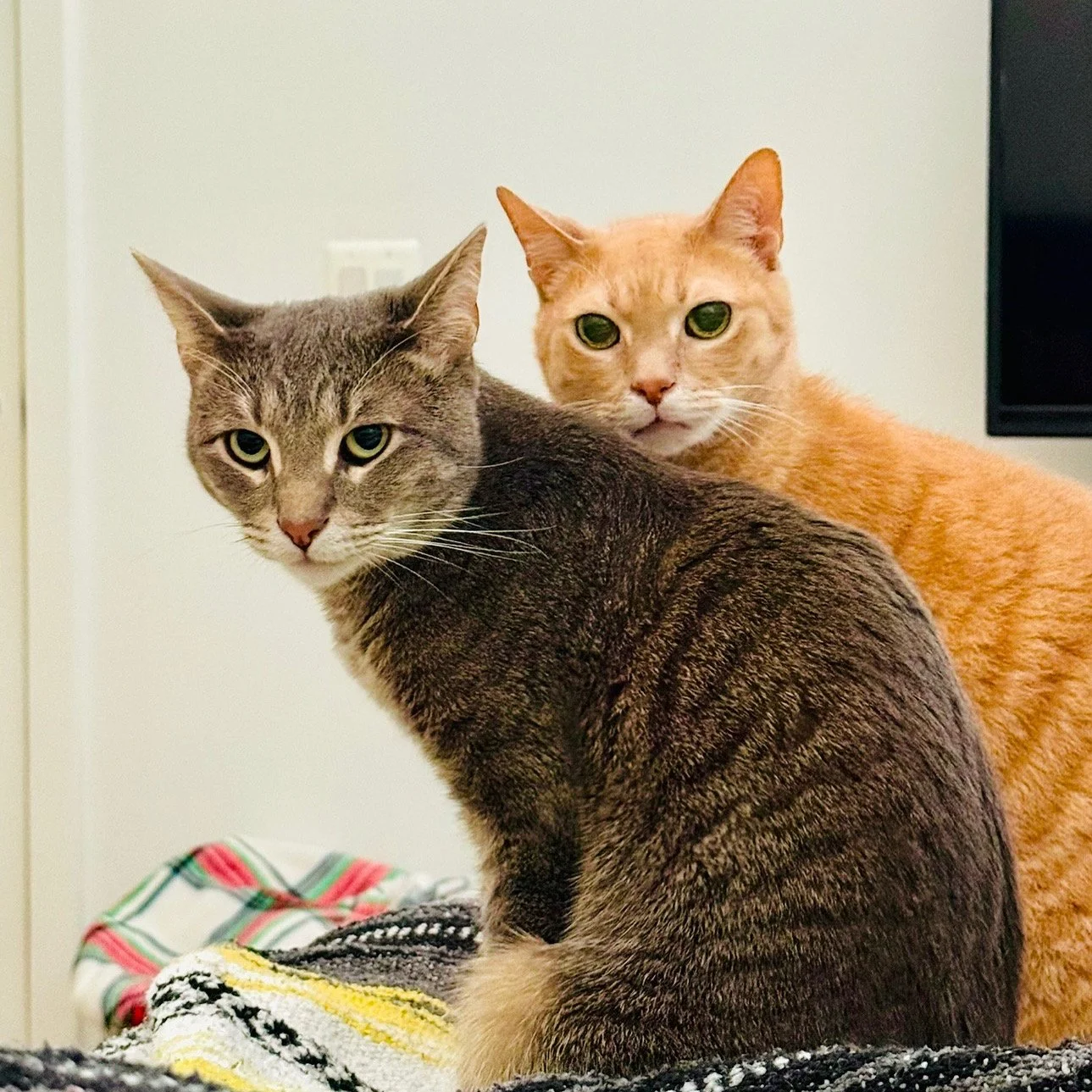 Ronald and Sherlock enjoying their catio space in Bethesda