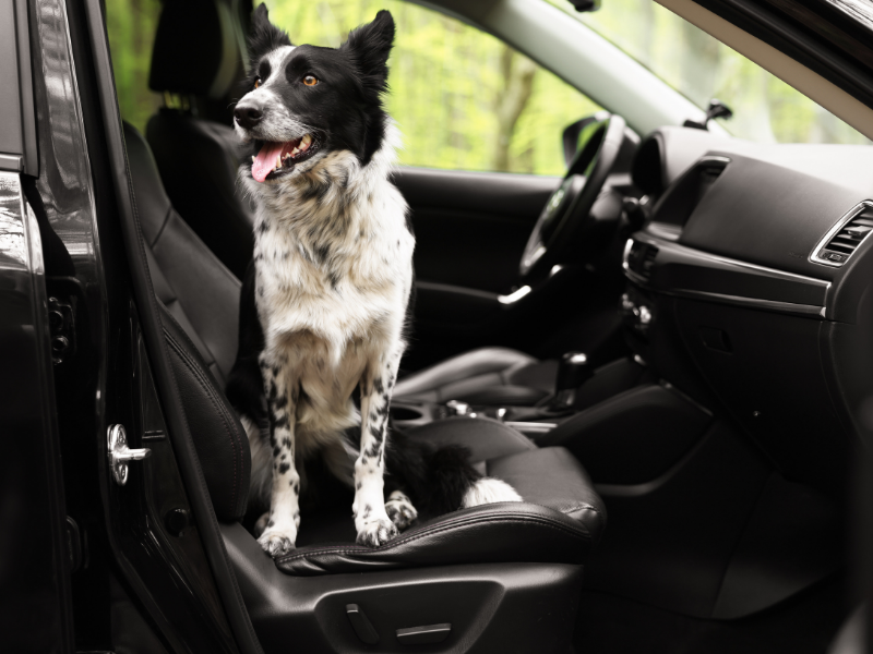 Dog hair being lifted from car upholstery with specialist tools