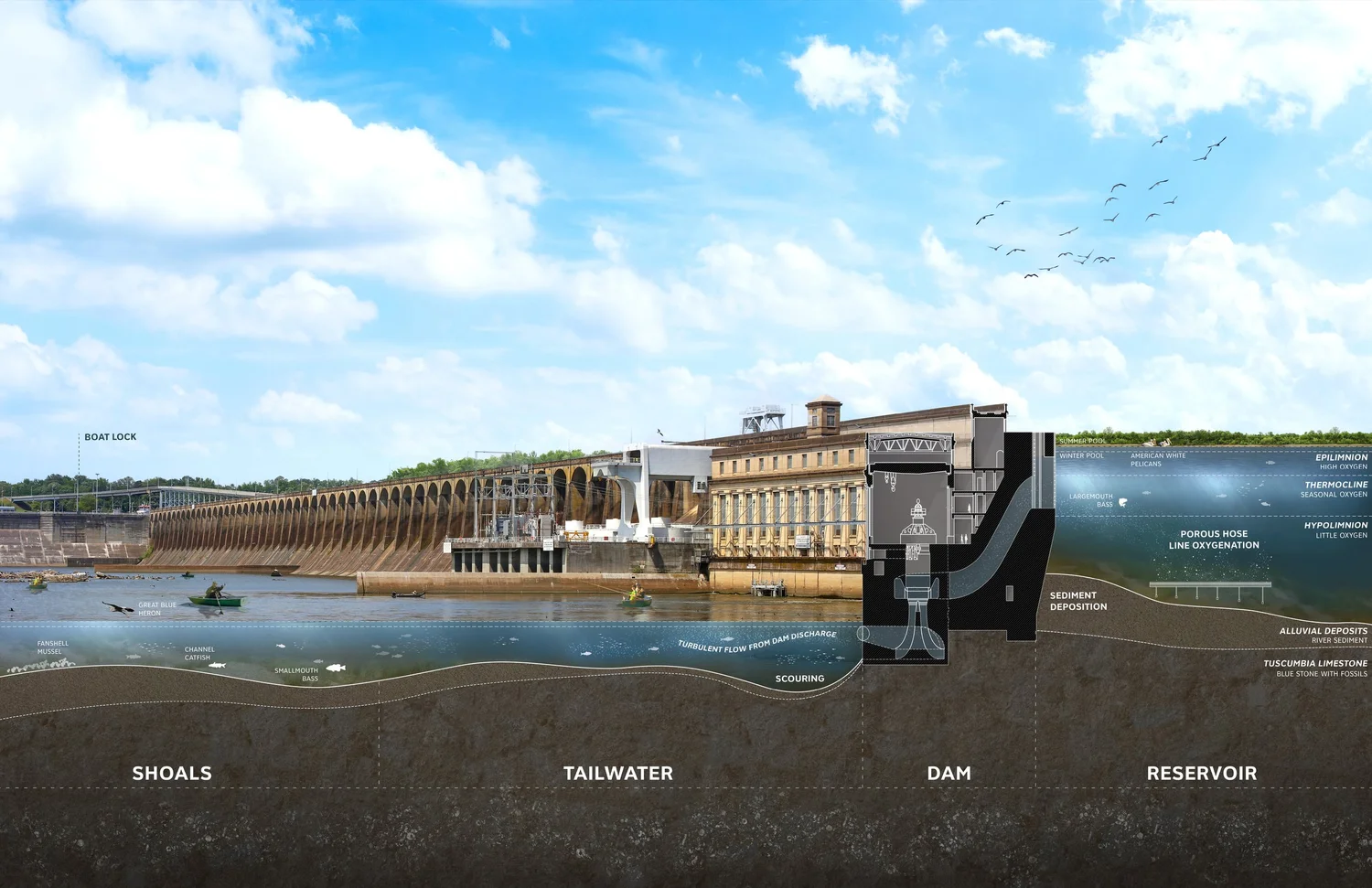A section cutting through Wilson Dam, illustrating the ecology and infrastructure above and below