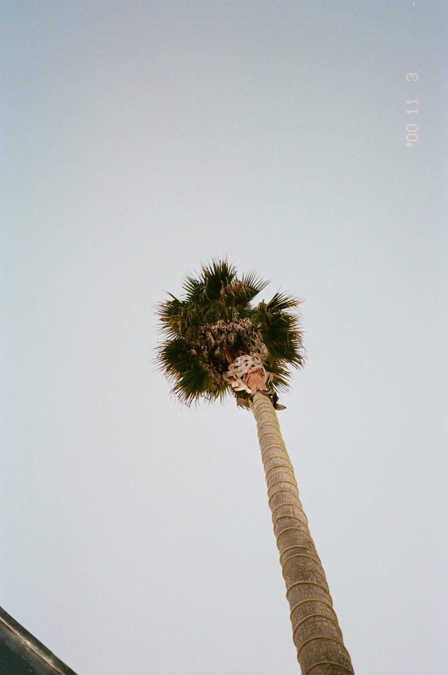 A single palm tree against a pale sky