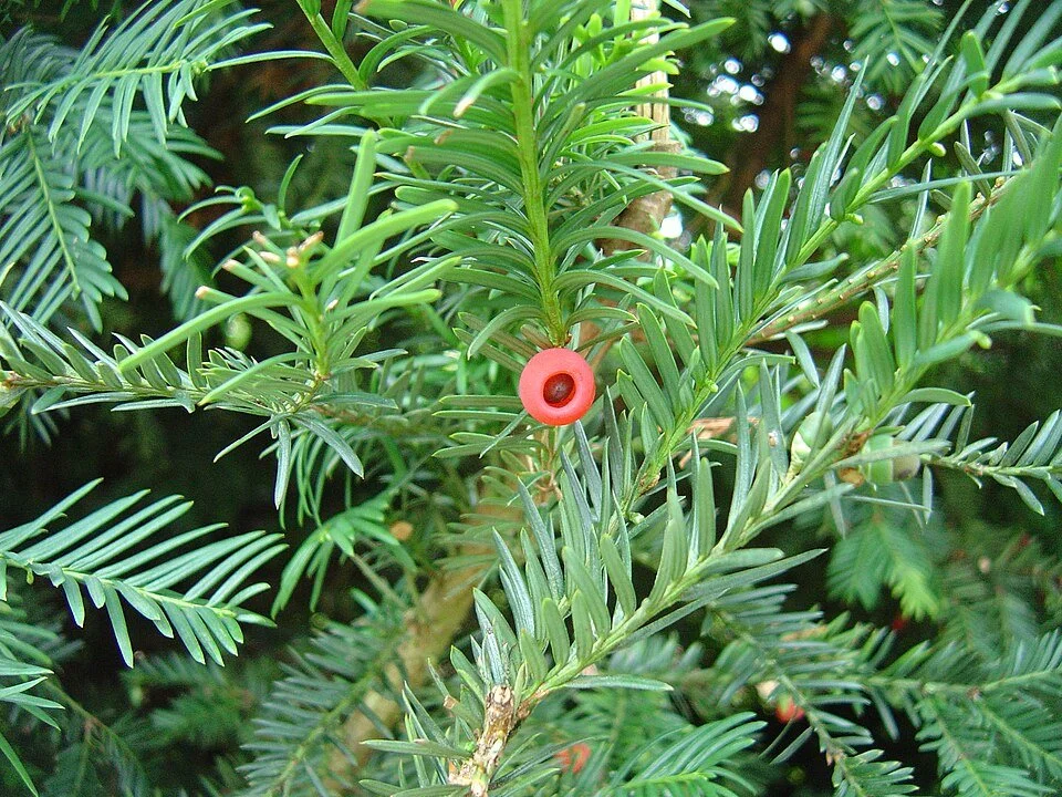 Image of Yew