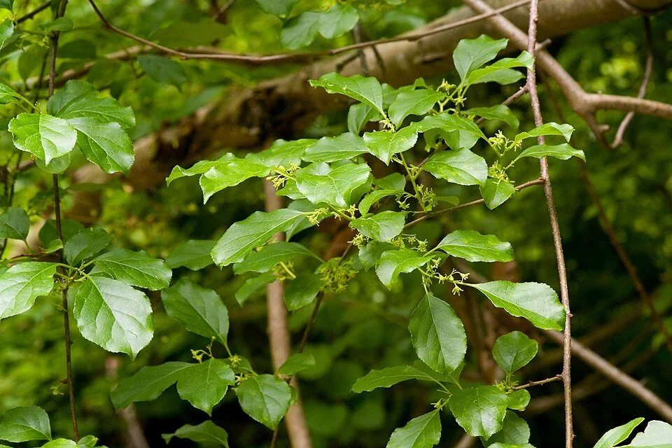 Image of Oriental Bittersweet