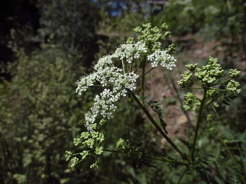 Image of Poison Hemlock