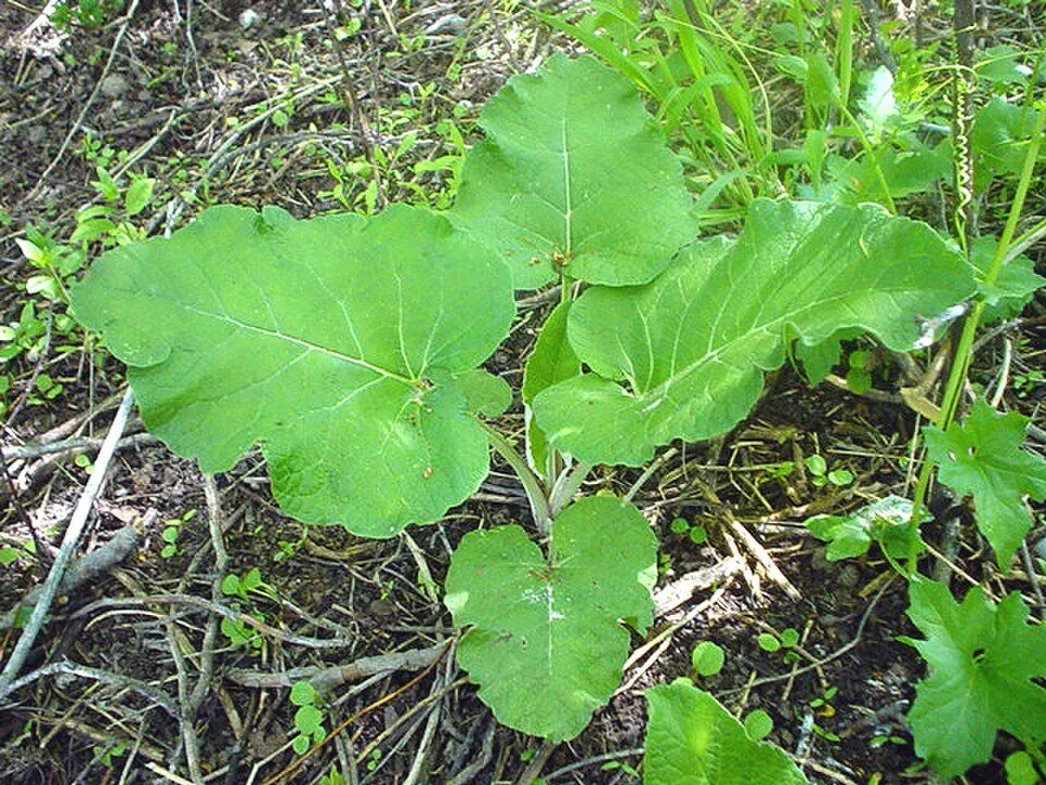 Image of FINAL PLANT PLACEHOLDER
