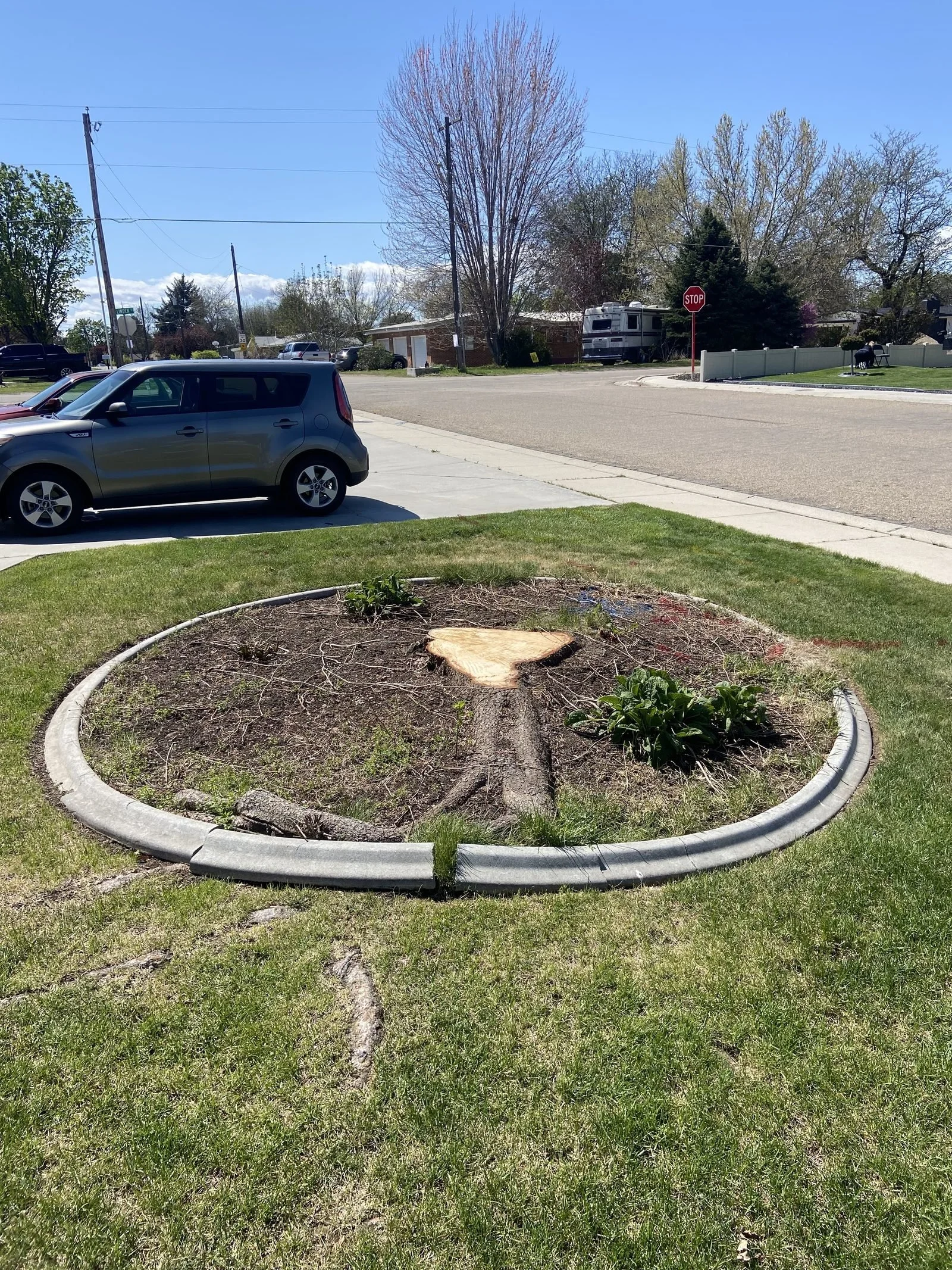 Tree Stump Surface Root Grinding