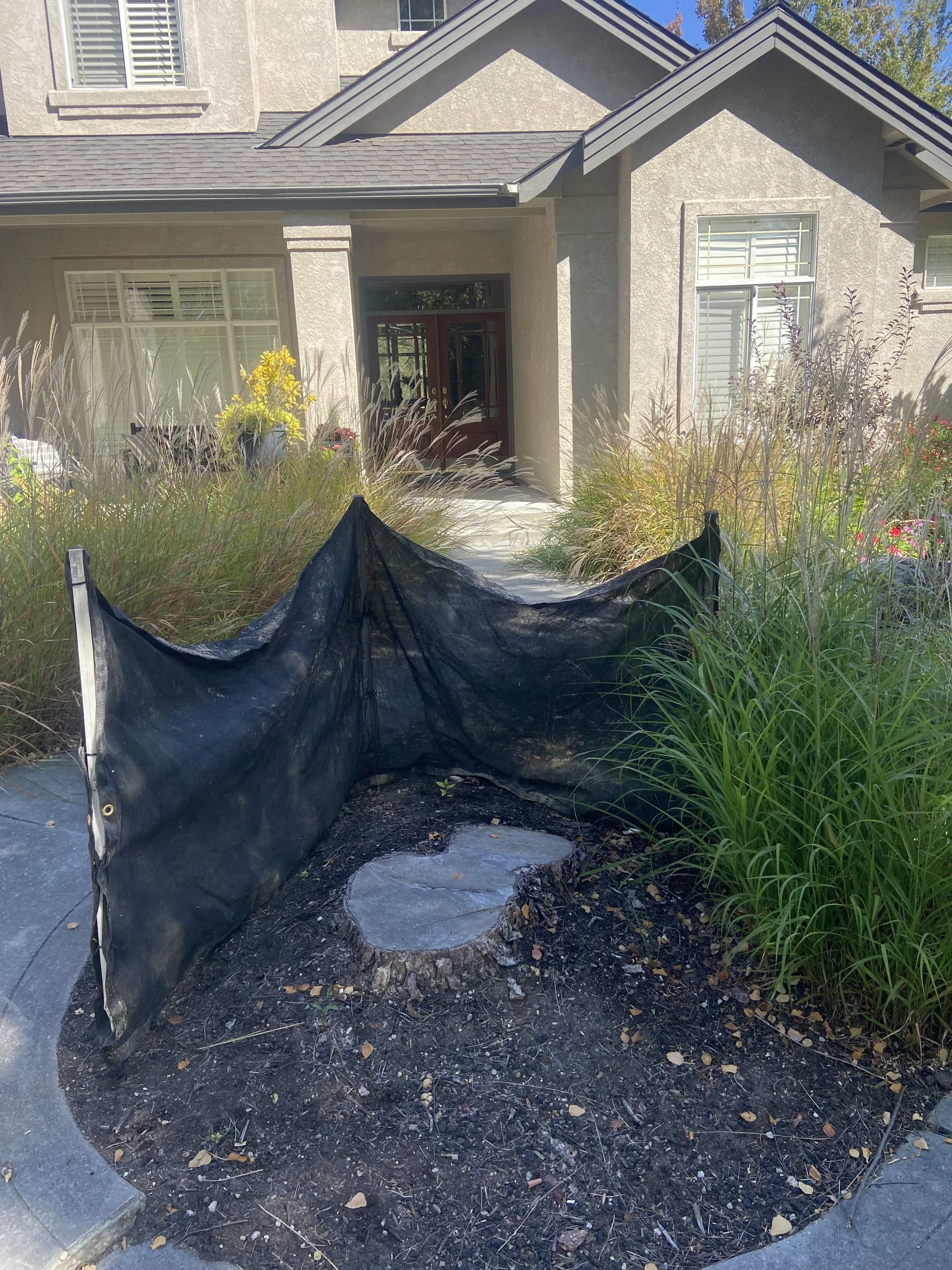 Before: Norway Maple stump beside ornamental grasses and a front walkway in Boise