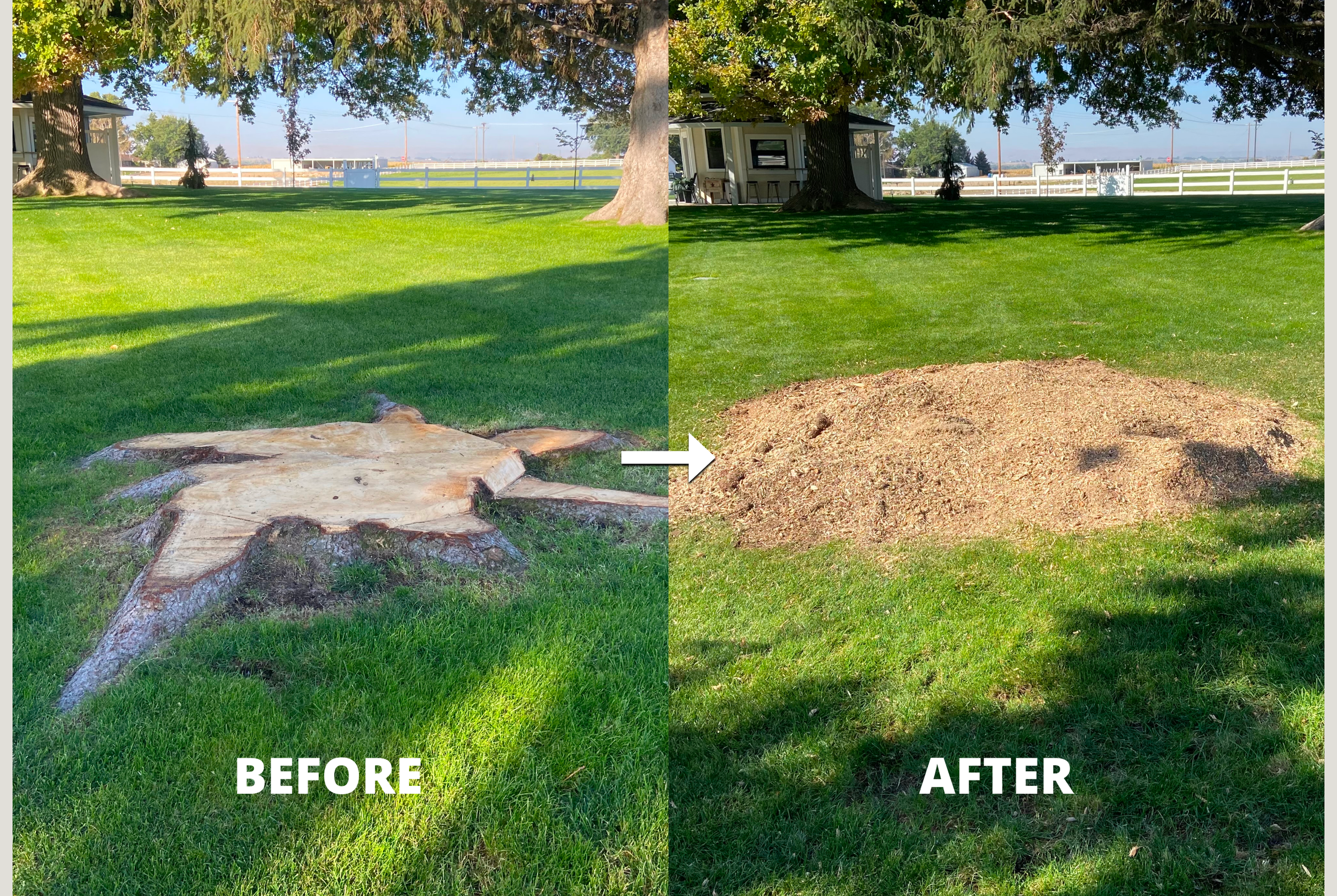 Before and after surface root grinding in Treasure Valley, Idaho — job 5