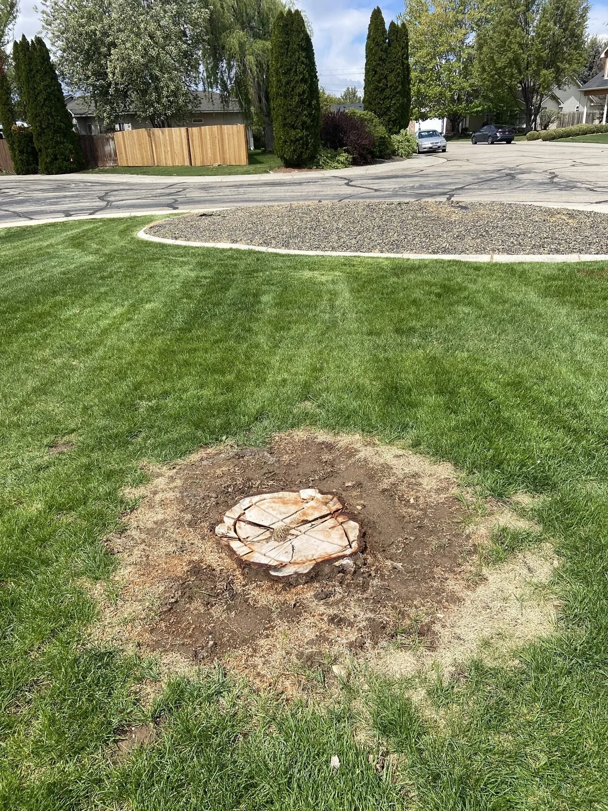 Tree stump removal performed by Uncle Stump in Treasure Valley, Idaho