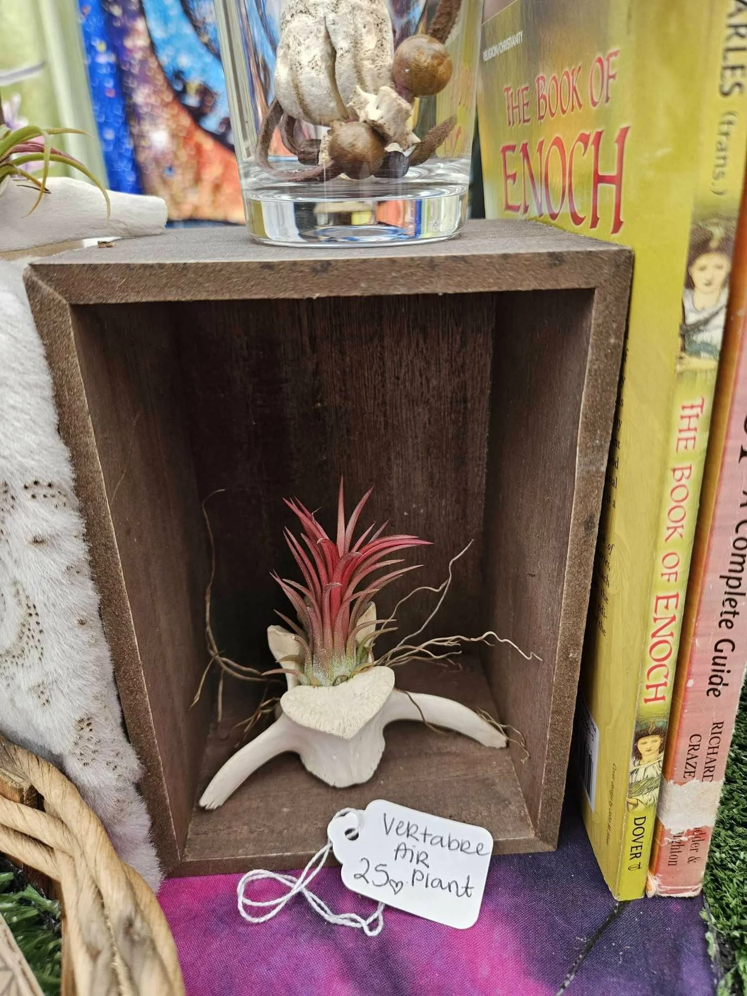 Earthen collections vertebrae air plant