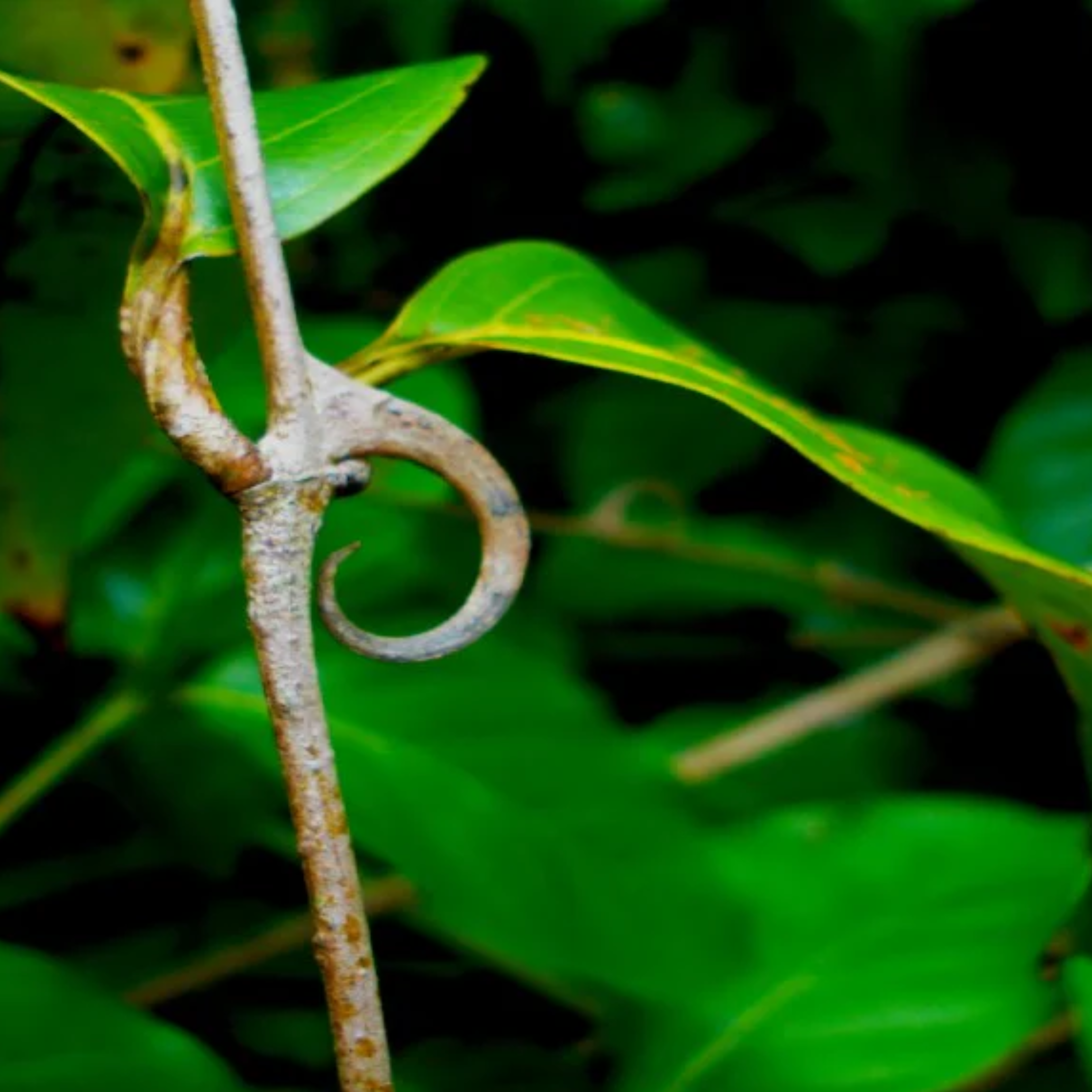 Cat's Claw