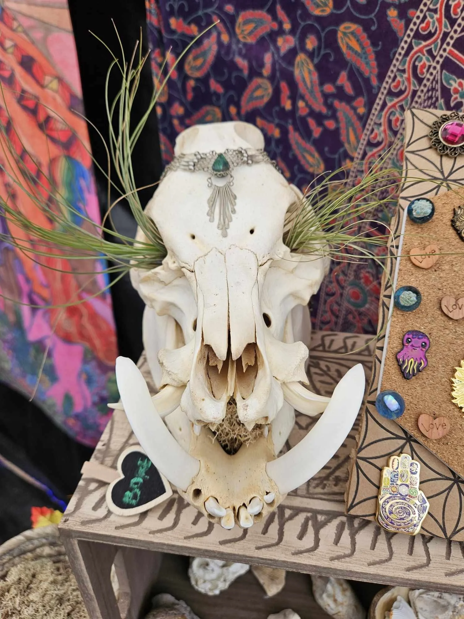 Earthen Collections Bore Skull
