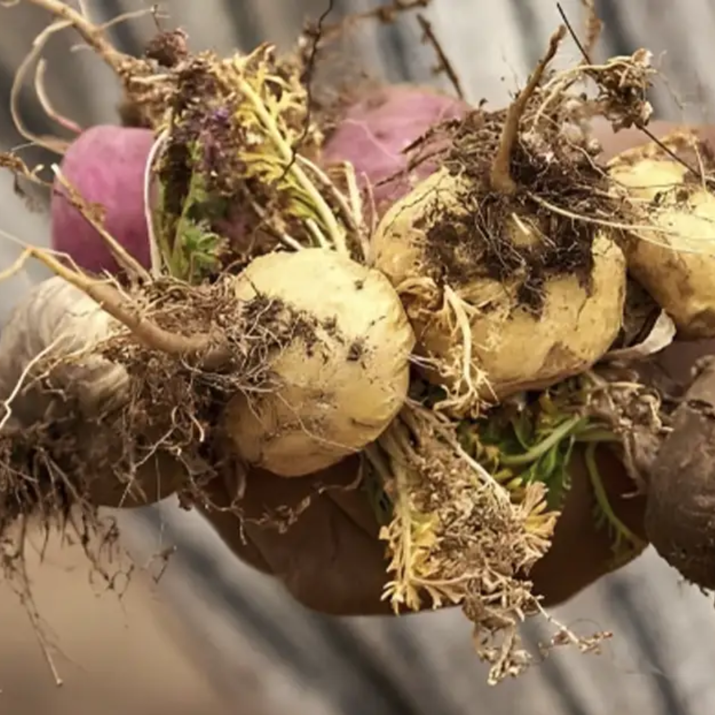 Maca Root