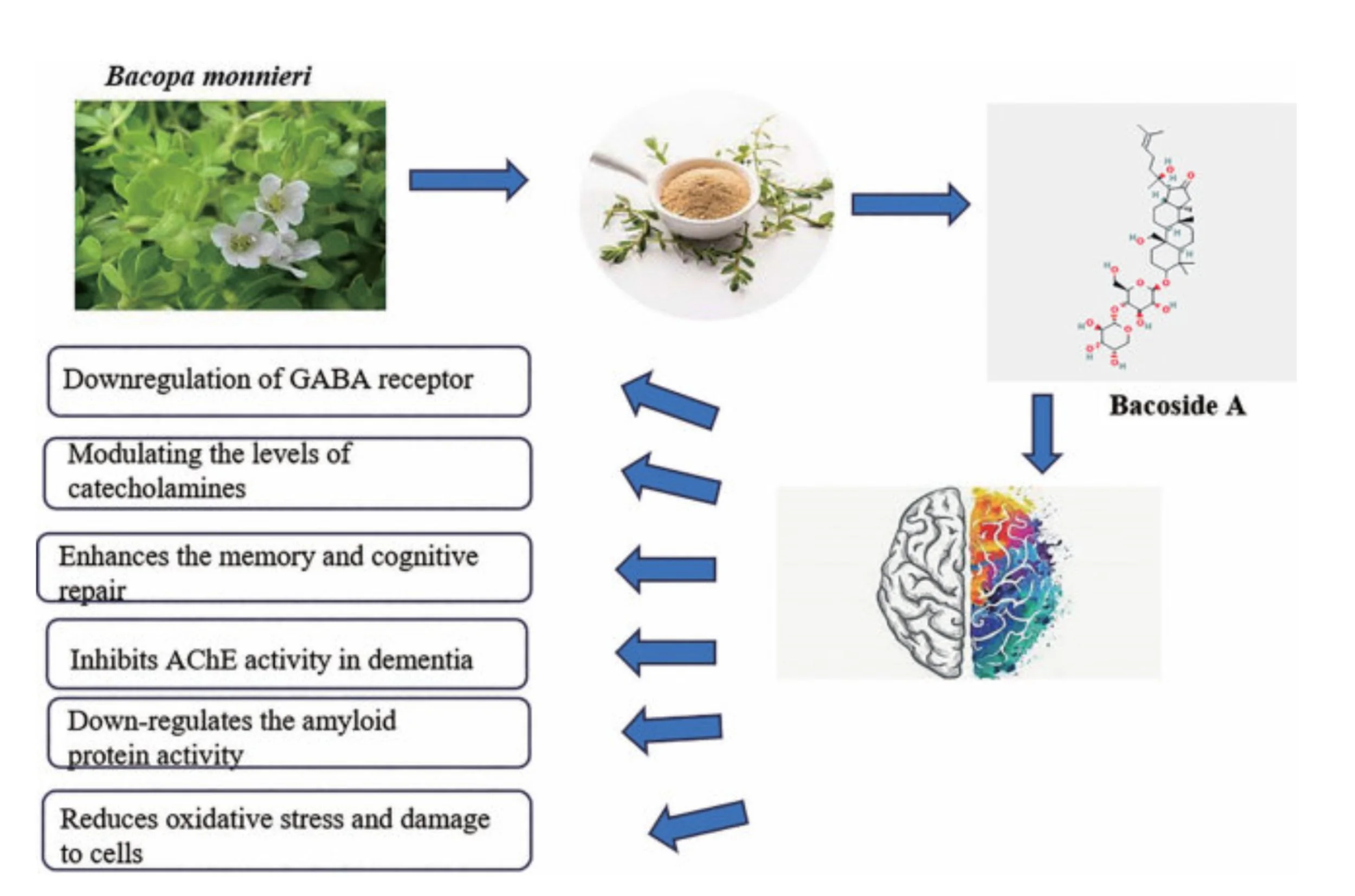 Diagram showing the potential effects of Bacoside A on the brain including enhanced memory and neuroprotection