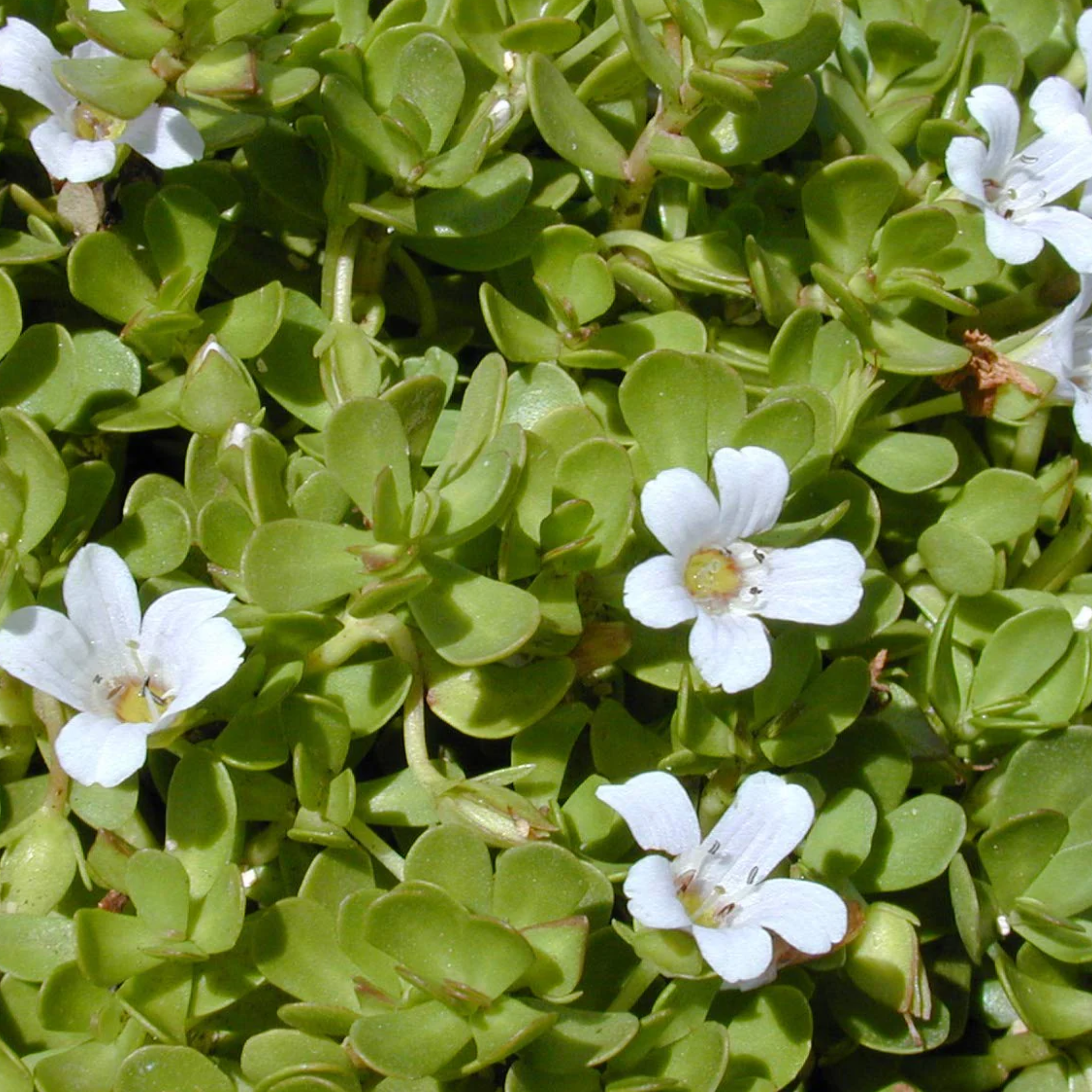 Bacopa