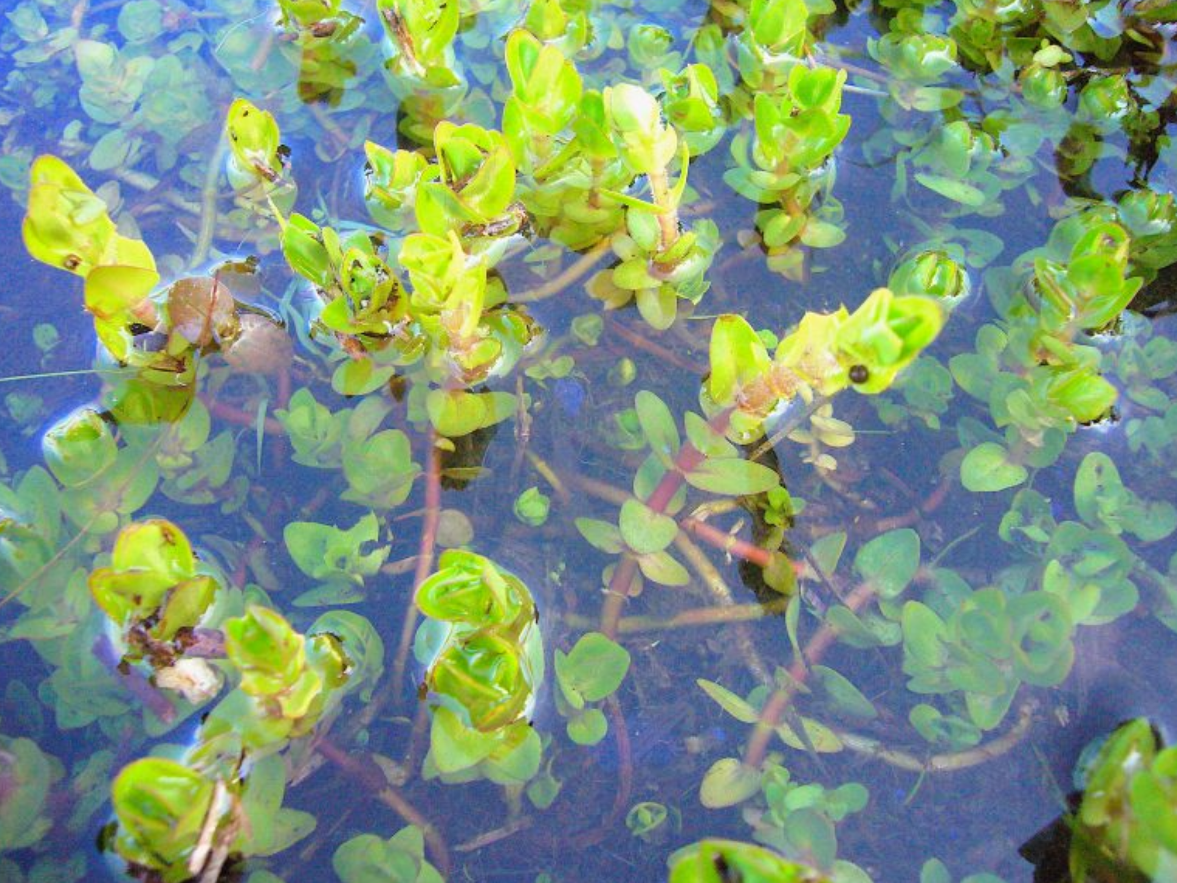 A beautiful creeping wetland plant representing botanical medicine and Bacopa Monnieri