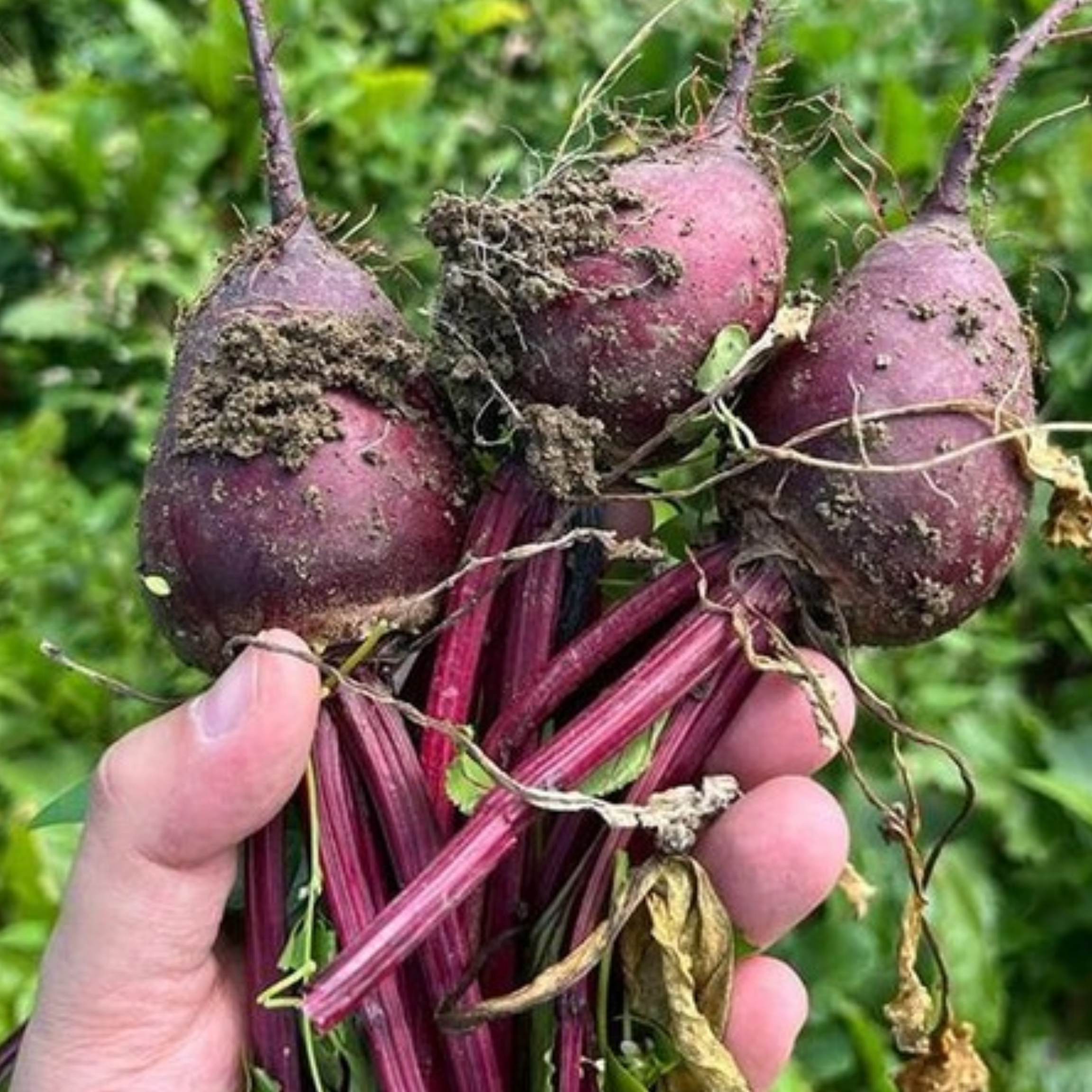 Beet Root