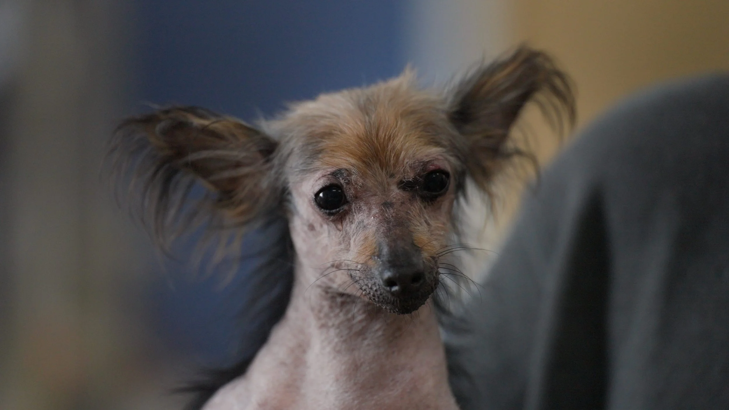 Maumee Valley Save-A-Pet