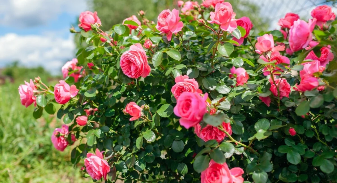 Flowers at Evans Homes and Gardens