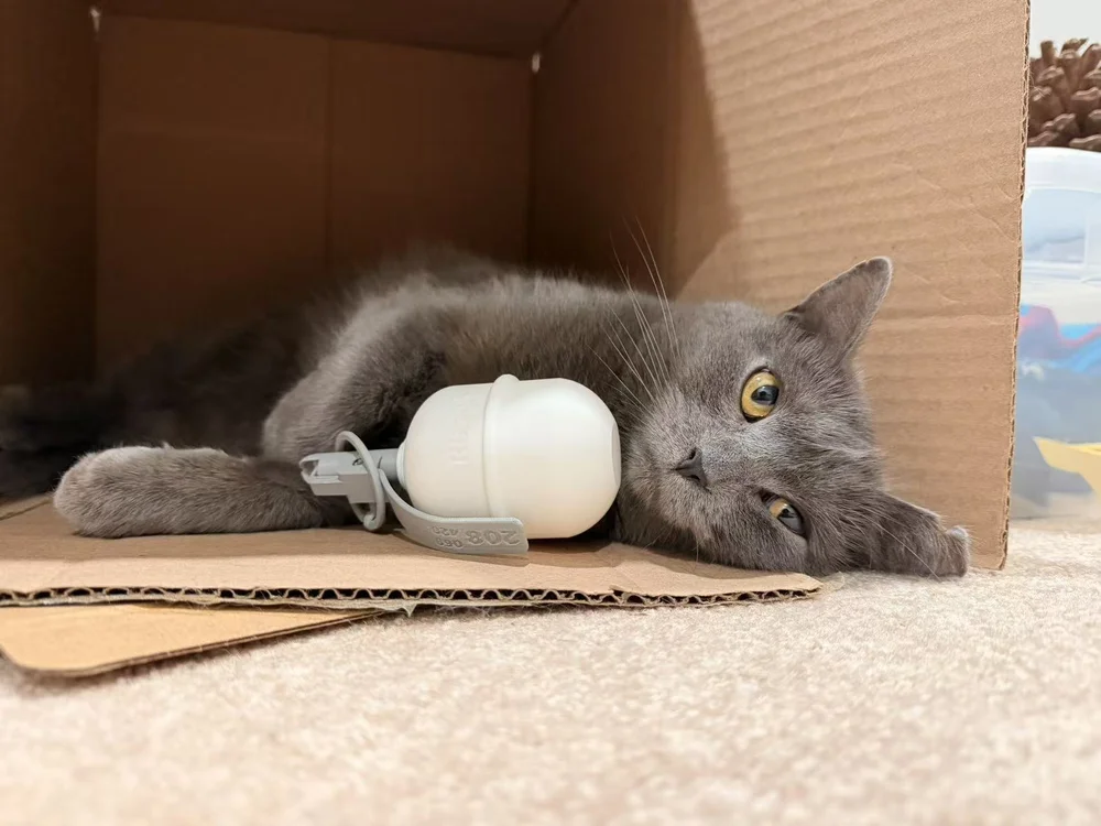 咣当(Guangdang), a grey cat, lying on his side inside a cardboard box with a small white toy under one paw