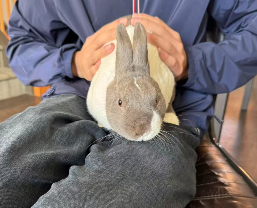 Pampam being held on a lap