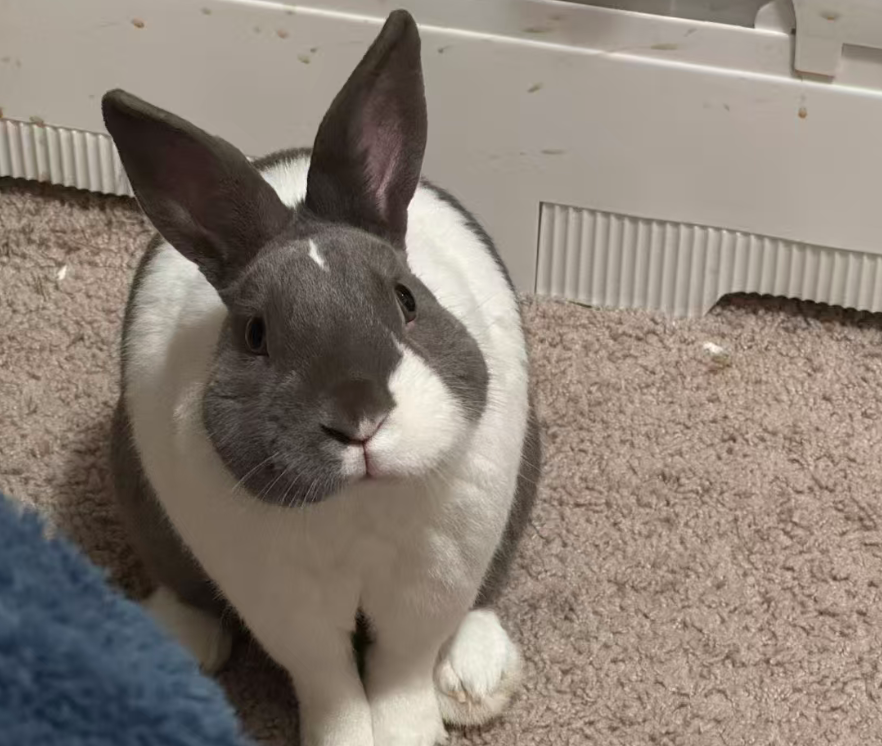 Pampam facing the camera on a carpet