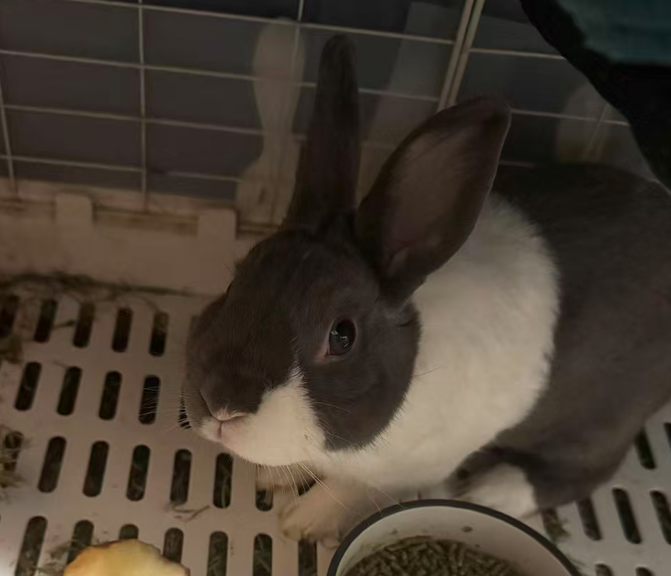 Pampam looking out from her pen