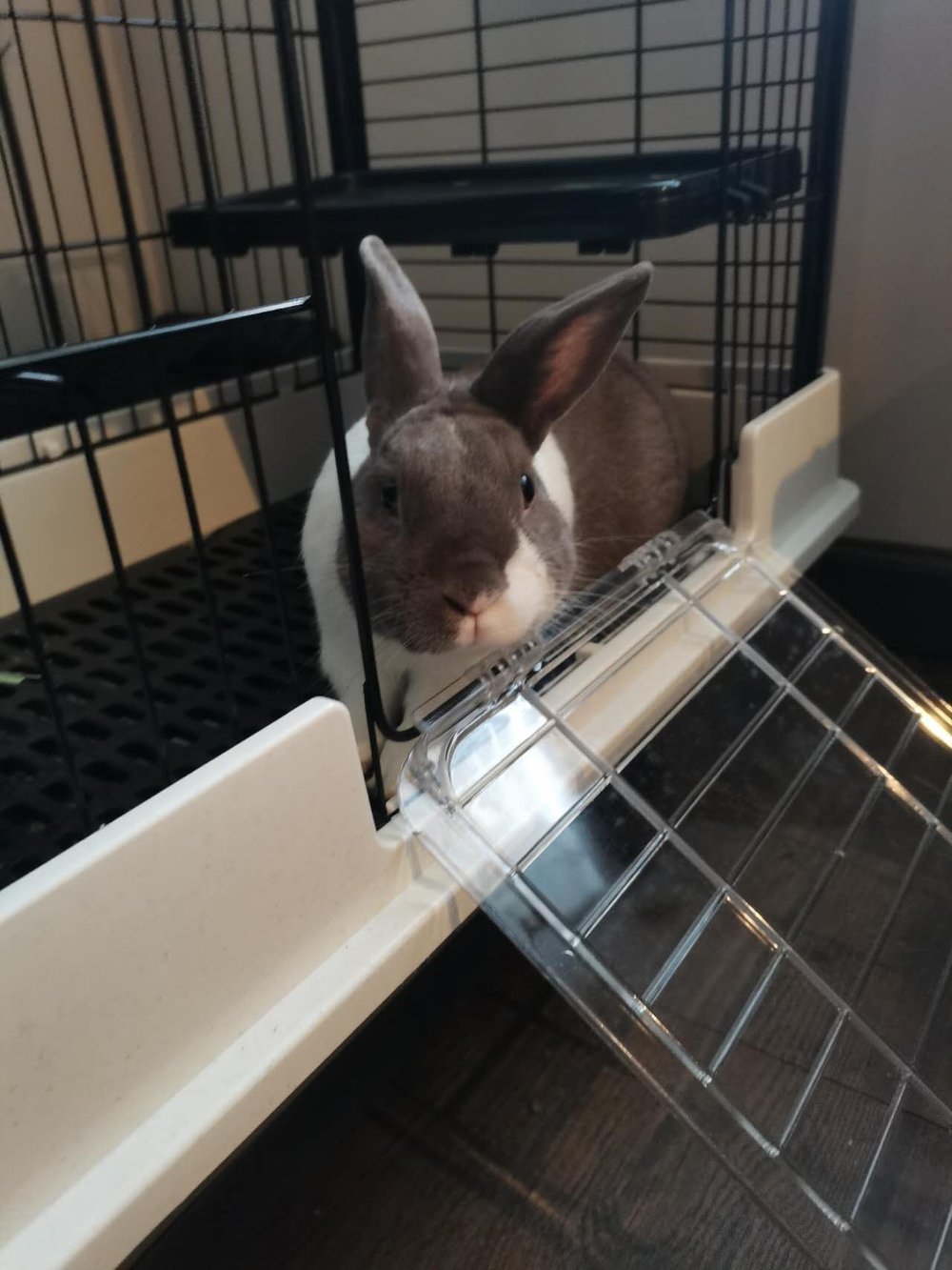 Pampam sitting inside her wire pen at the top of a clear ramp, the door open