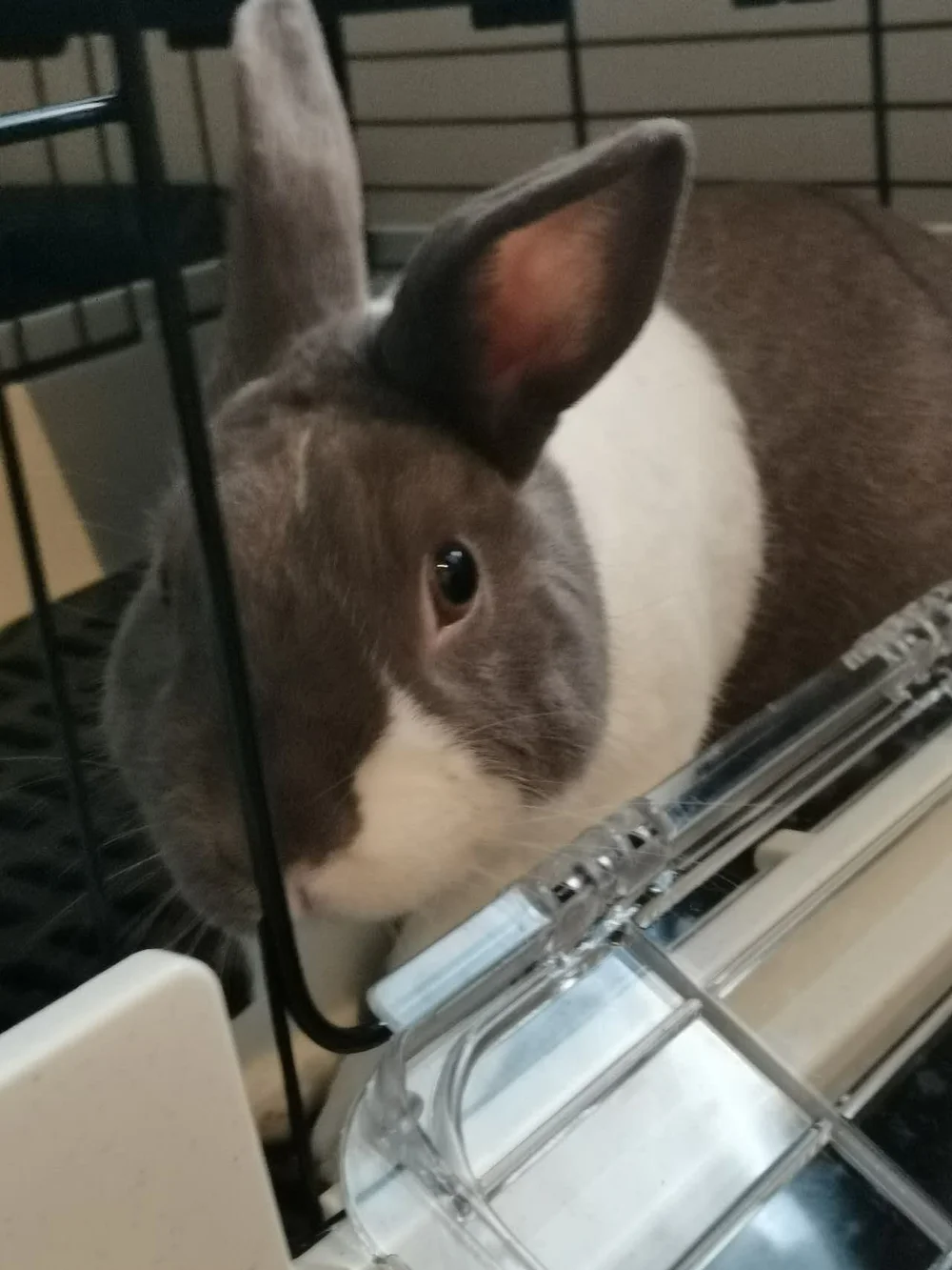 Pampam close up beside the black wire bars of her pen, a clear plastic ramp in front of her