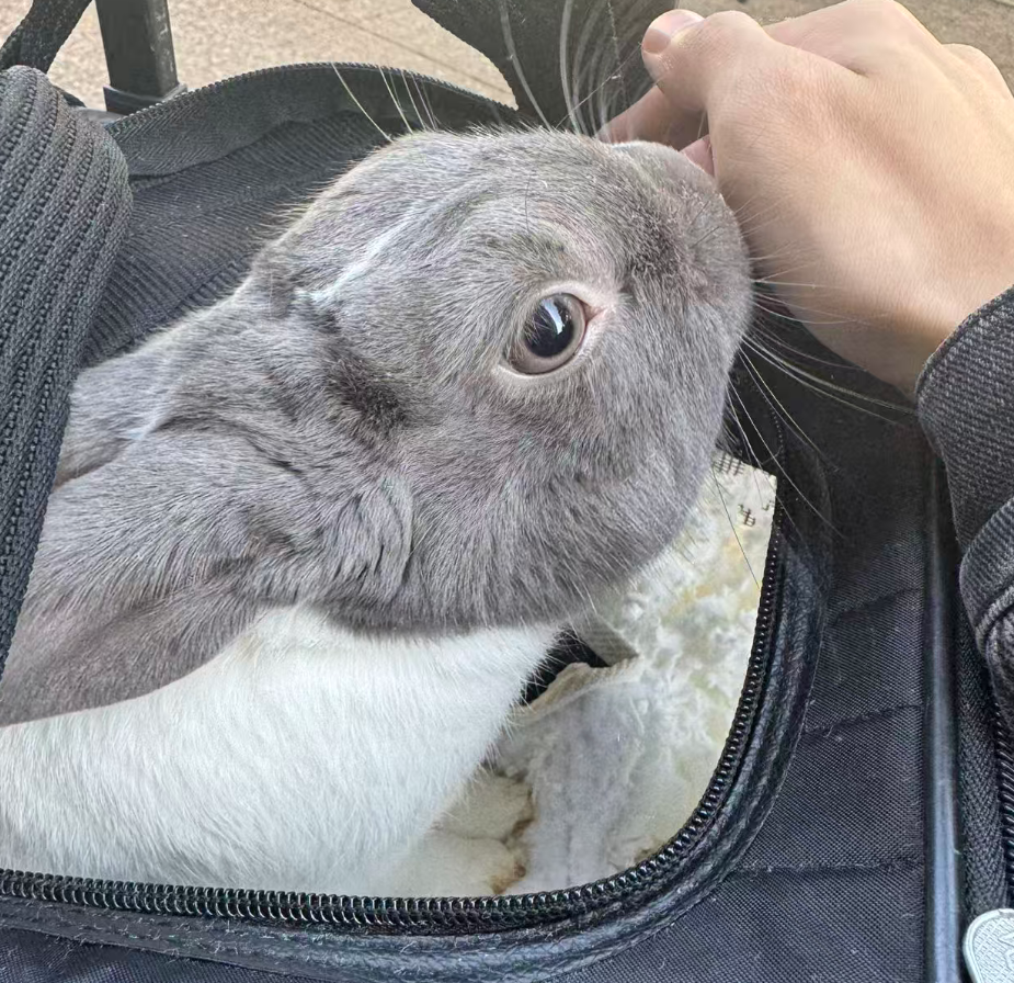 Pampam tucked against a jacket, one eye on the camera