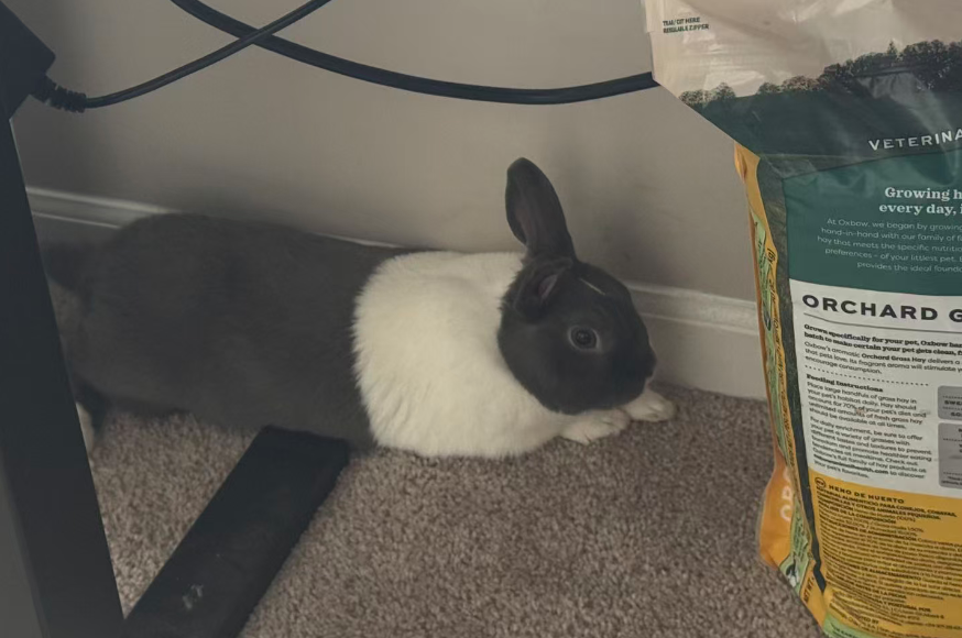 Pampam beside a bag of Orchard grass