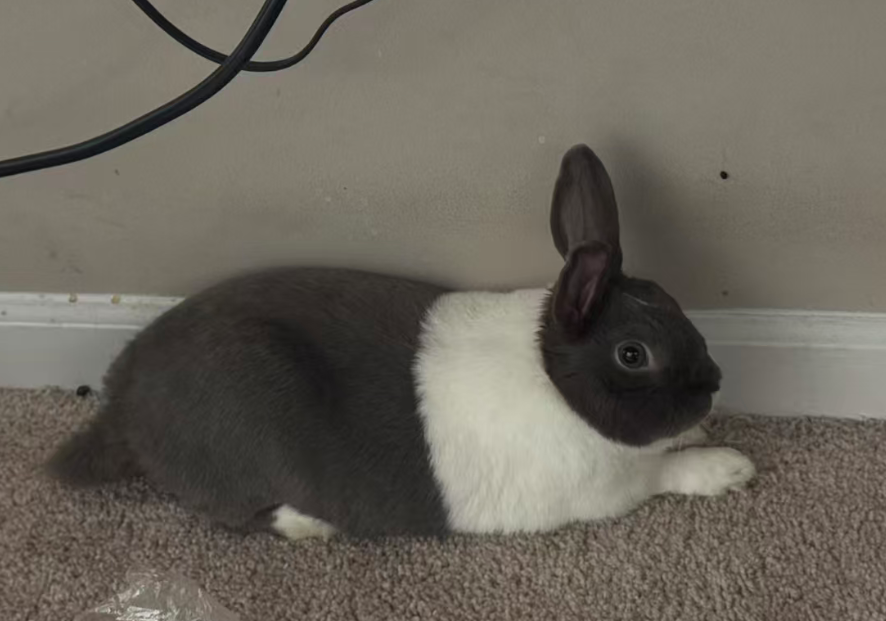 Pampam in profile on a carpet