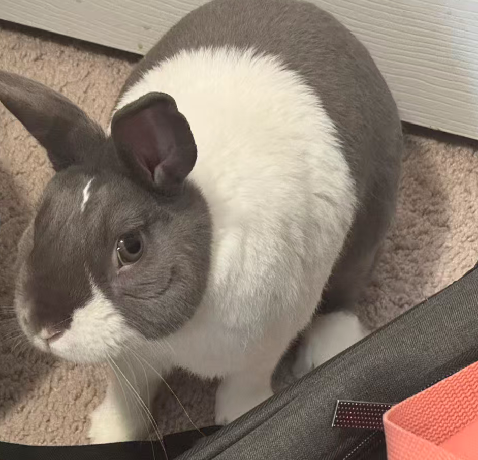 Pampam close up, ears up