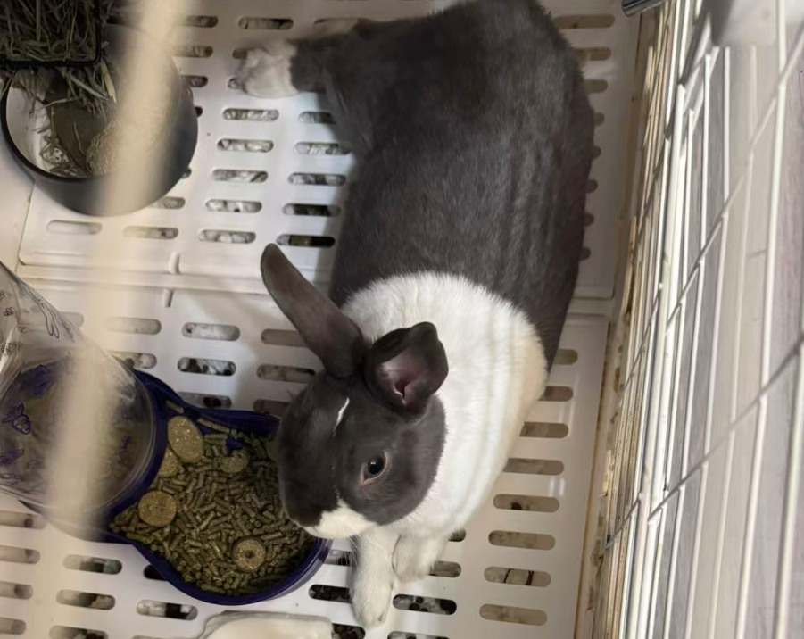 Pampam in her pen with hay