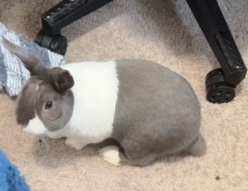 Pampam under a desk chair