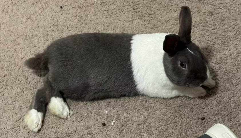 Pampam stretched out full length on the floor