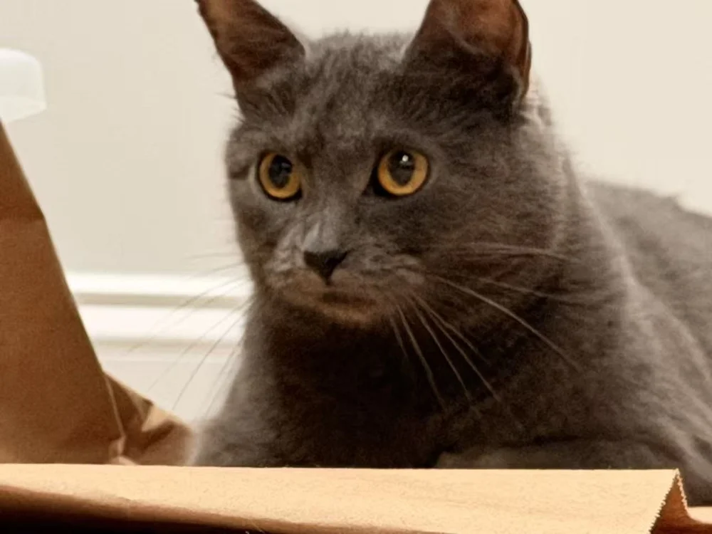 咣当(Guangdang) looking directly at the camera over the edge of a cardboard box
