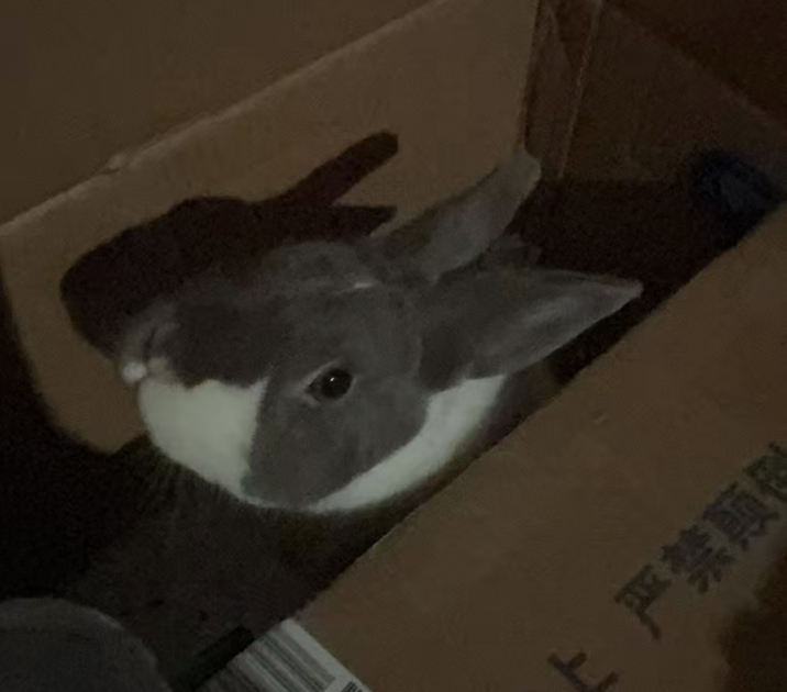 Pampam inside a cardboard box