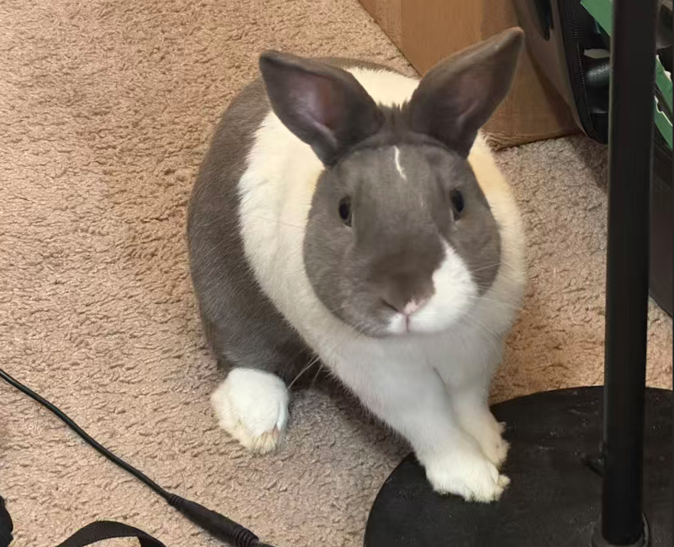 Pampam facing the camera, front paws forward on a carpet