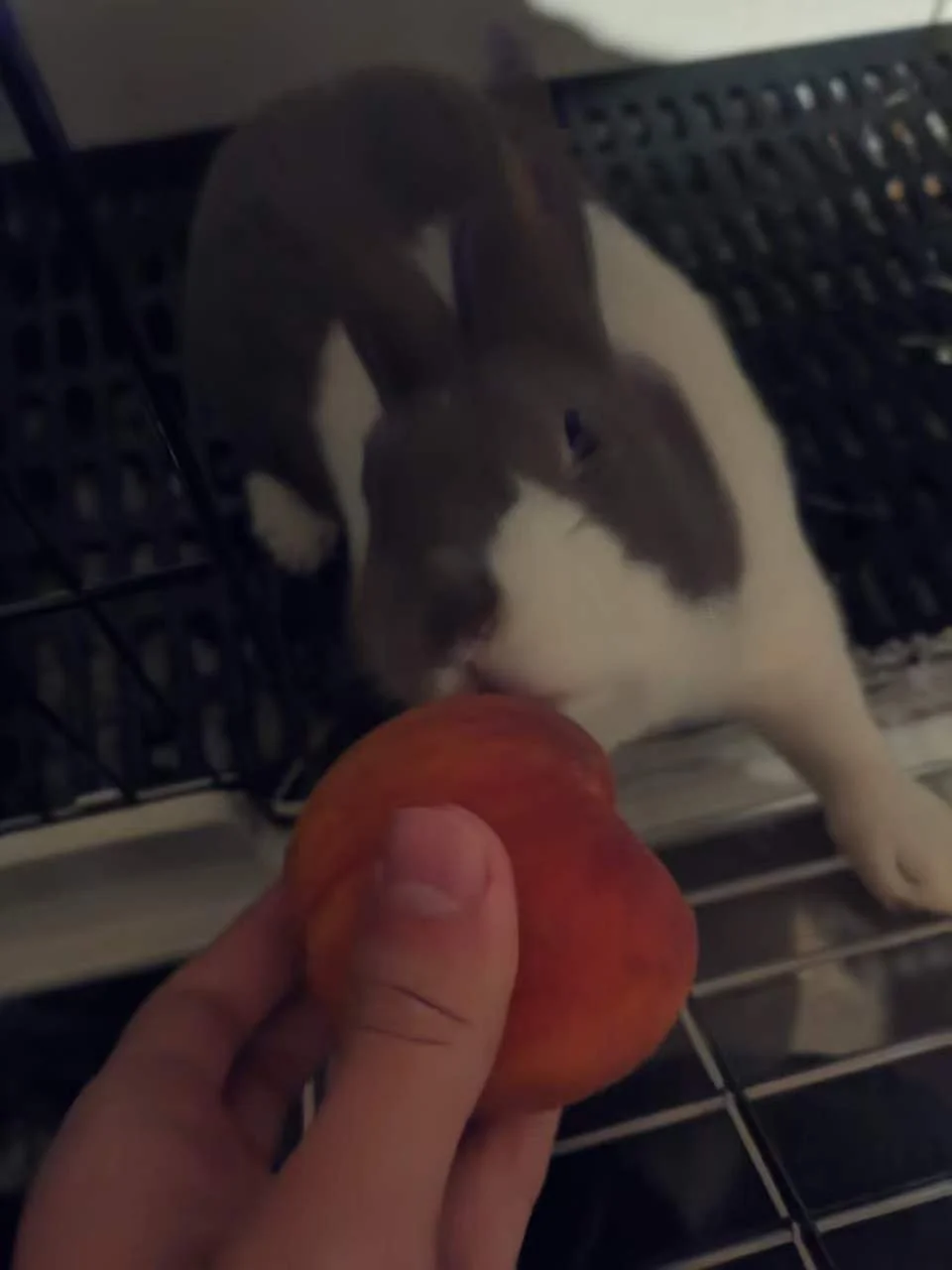 Pampam leaning out of her pen toward a peach held in a human hand