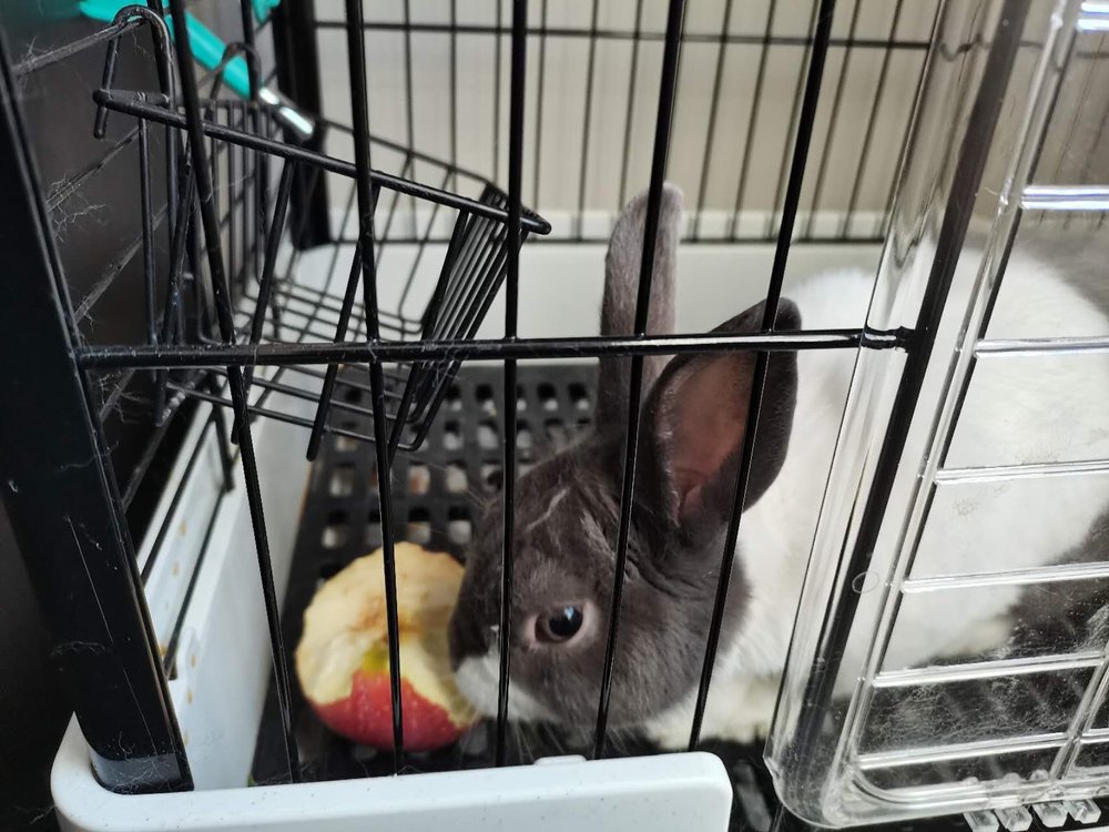 Pampam inside her wire pen next to a half-eaten apple