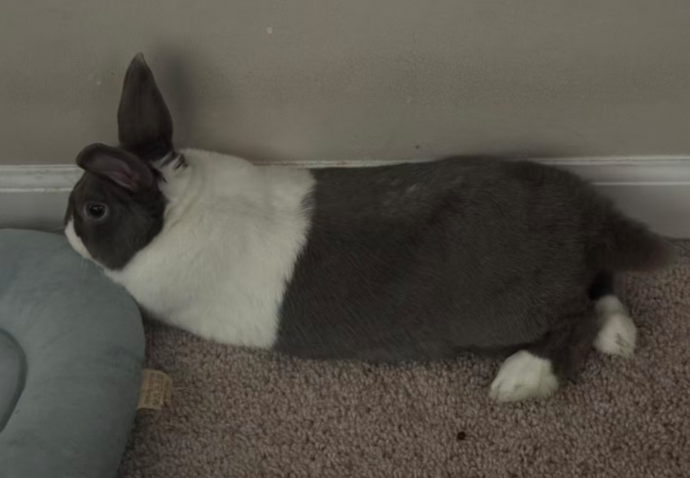 Pampam lying flat, fully relaxed