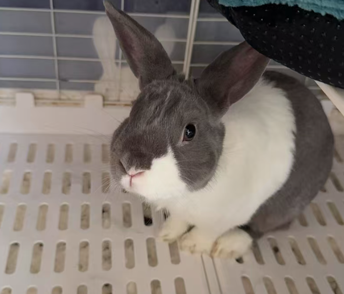 Pampam at the edge of her pen