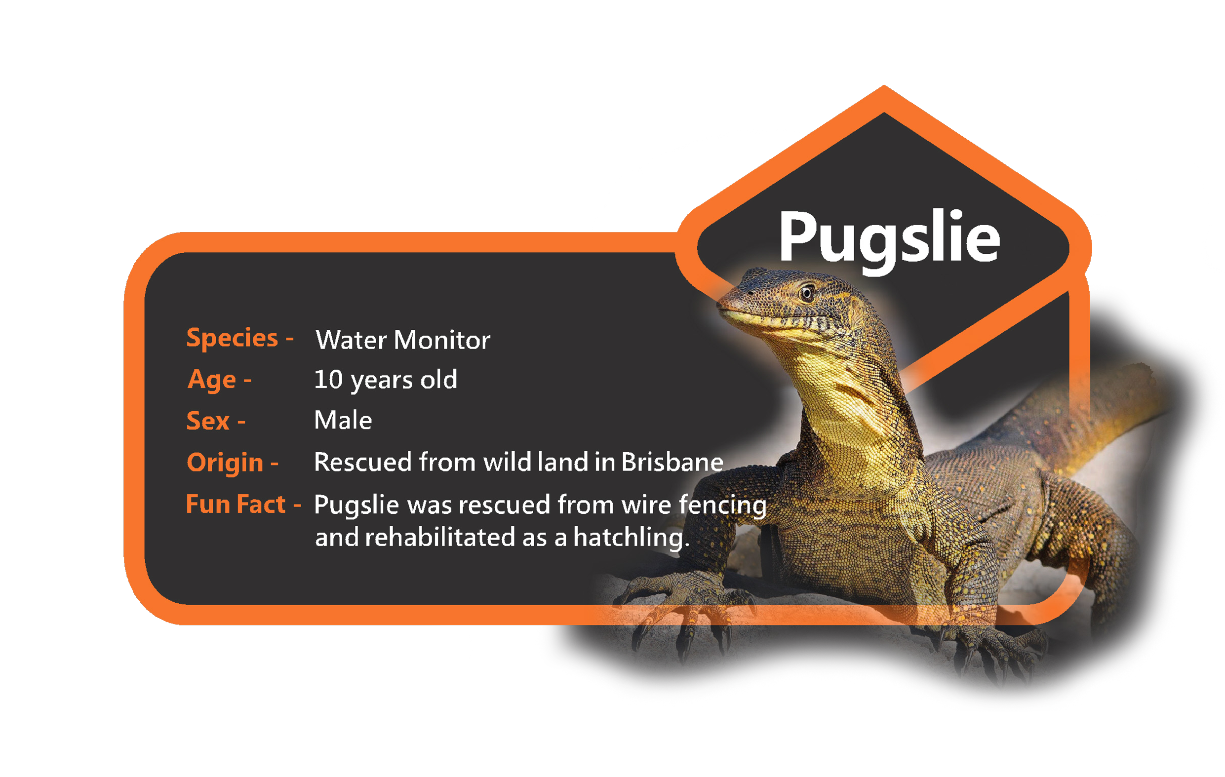 Pugslie
