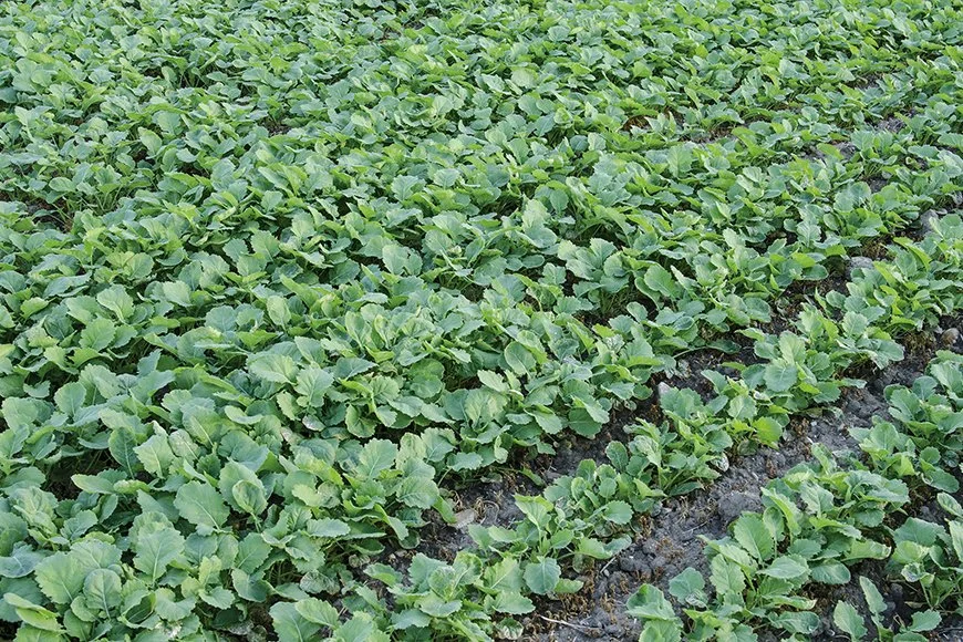 Canola Herbicides
