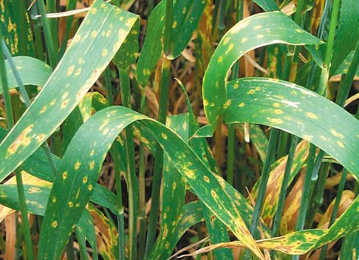 Fungicides