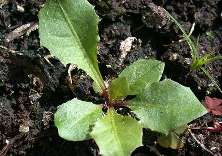 Pre-Seed