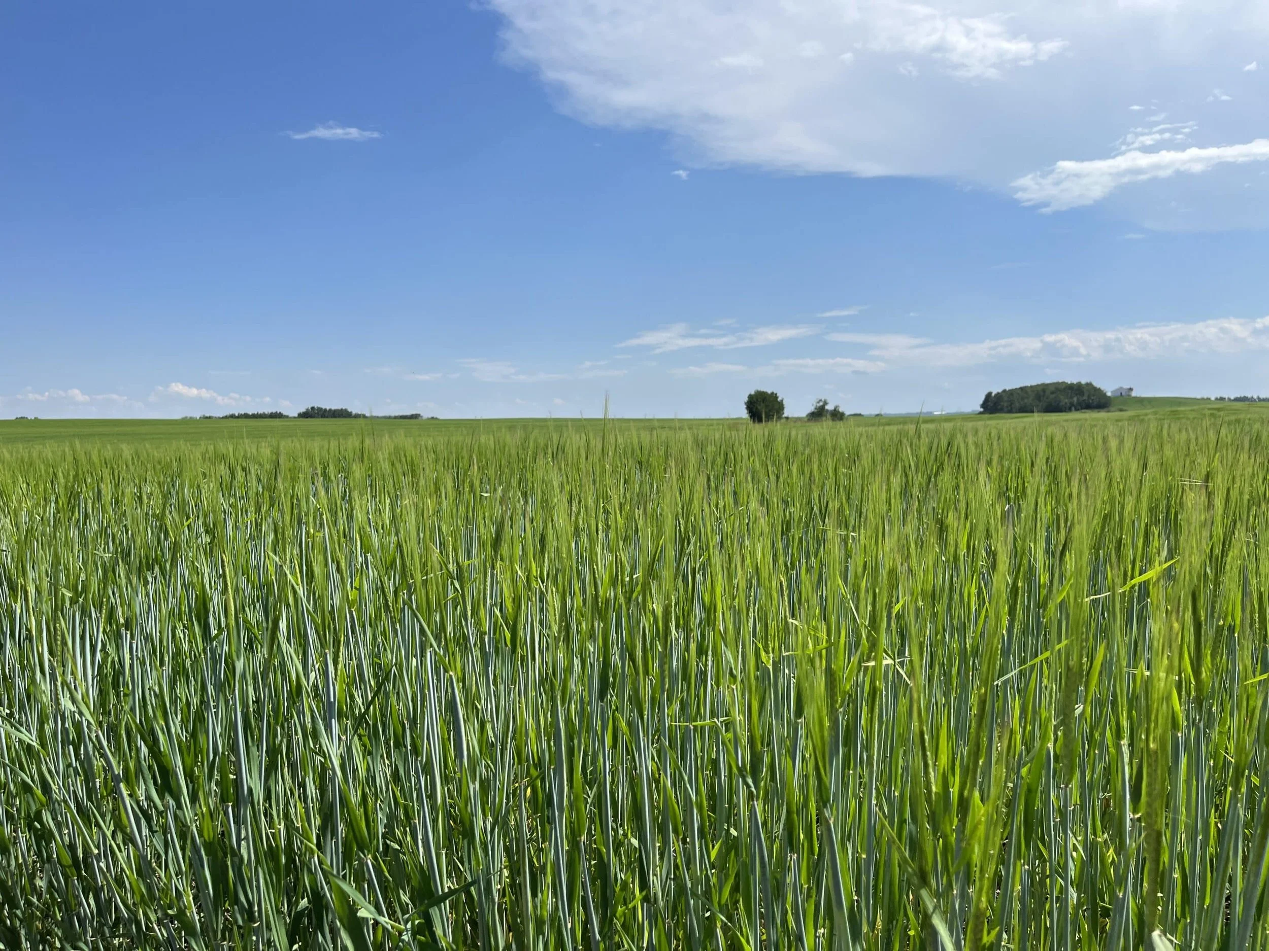 Cereal Herbicides