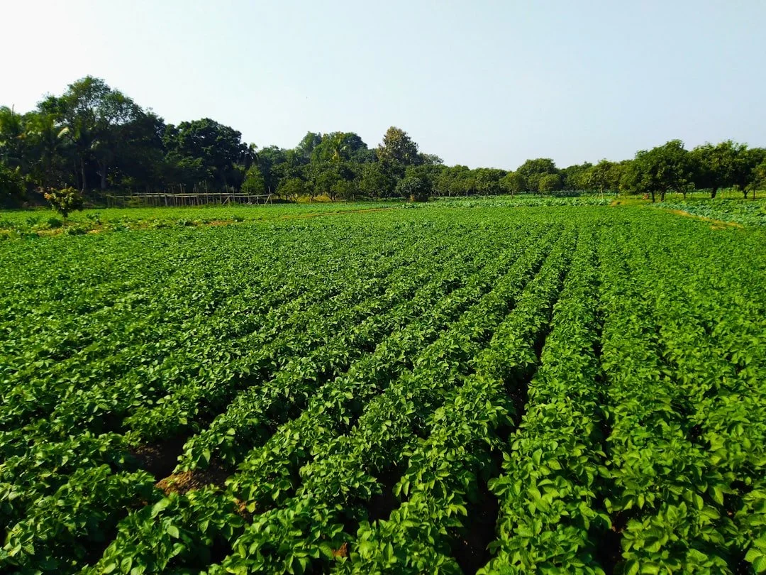In-Crop Herbicides